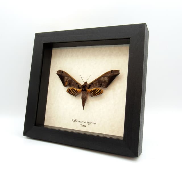 Large Sphinx moth framed taxidermy - Adhemarius tigrina