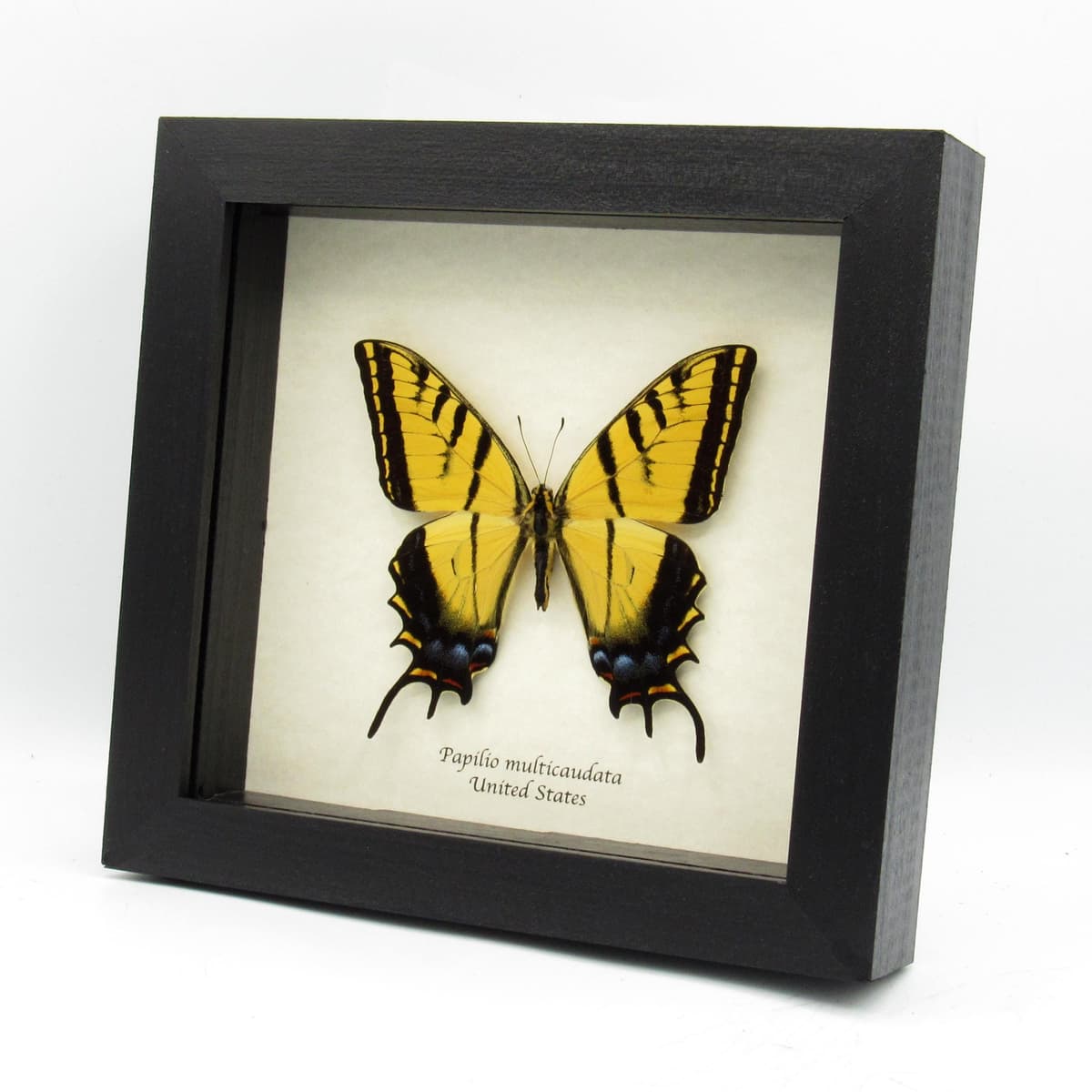 Real large Two-Tailed Swallowtail framed - Papilio multicaudata
