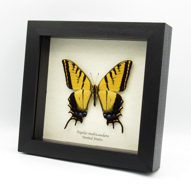 Real large Two-Tailed Swallowtail framed - Papilio multicaudata