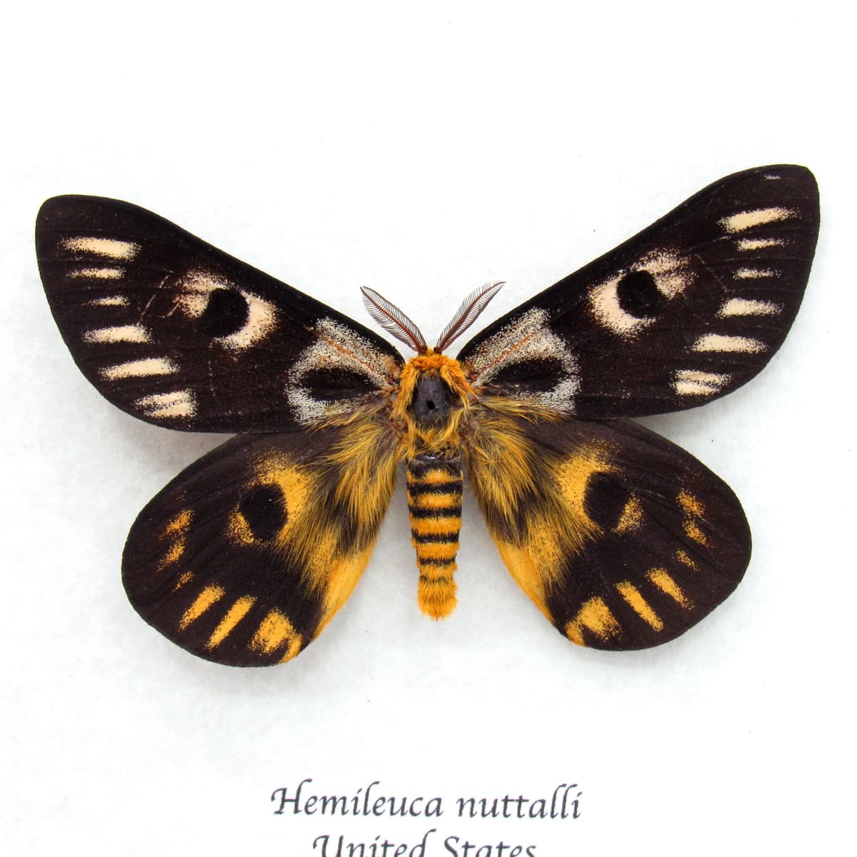 Real rare Sheep moth framed taxidermy - Hemileuca nuttalli - extra dark color form