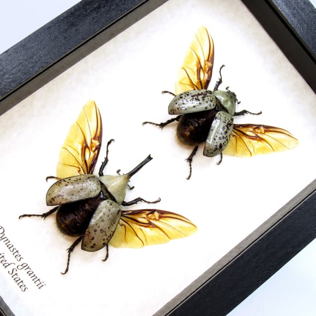 Real Western Hercules beetles framed taxidermy - Dynastes grantii - M+F pair