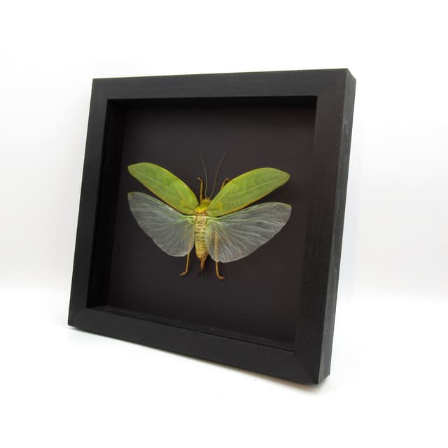 Real Giant Bush Cricket framed taxidermy - Pseudophyllus neriifolius - XL female