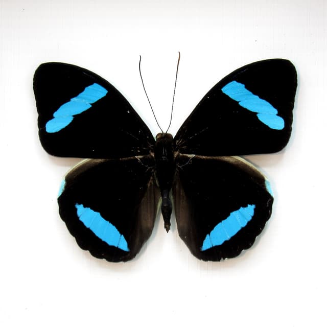 Rare neon blue Olivewing butterfly framed - Nessaea hewitsoni