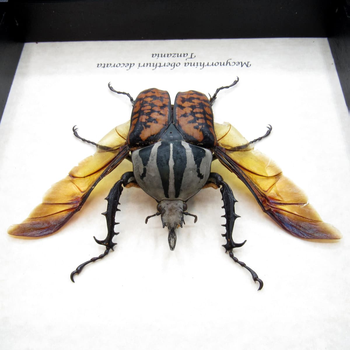 Real Giant Flower beetle framed taxidermy - Mecynorhina oberthuri decorata