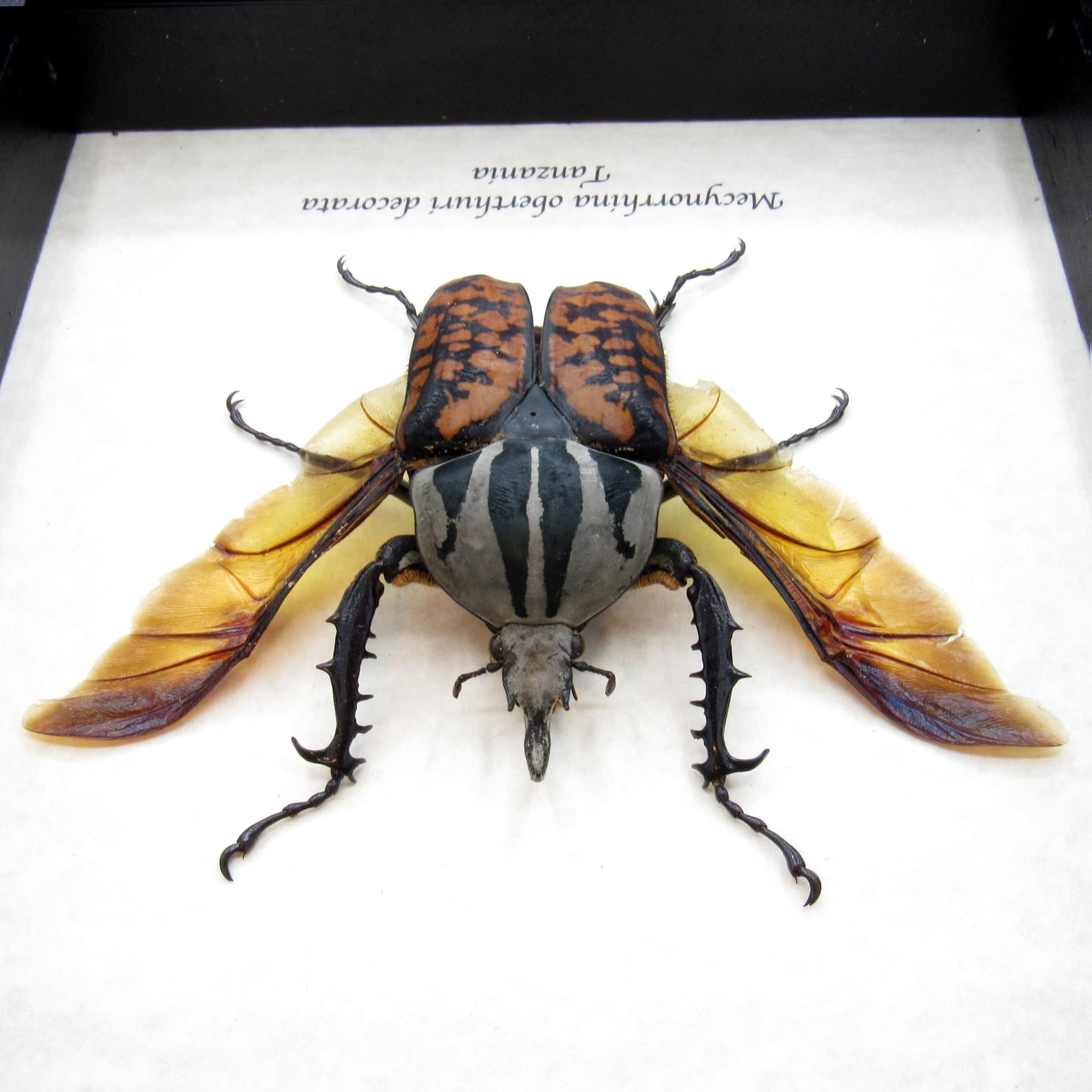 Real Giant Flower beetle framed taxidermy - Mecynorhina oberthuri decorata