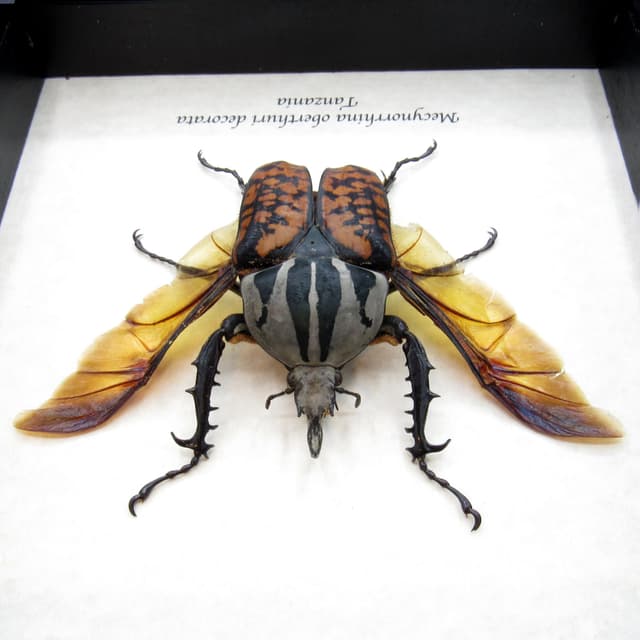 Real Giant Flower beetle framed taxidermy - Mecynorhina oberthuri decorata