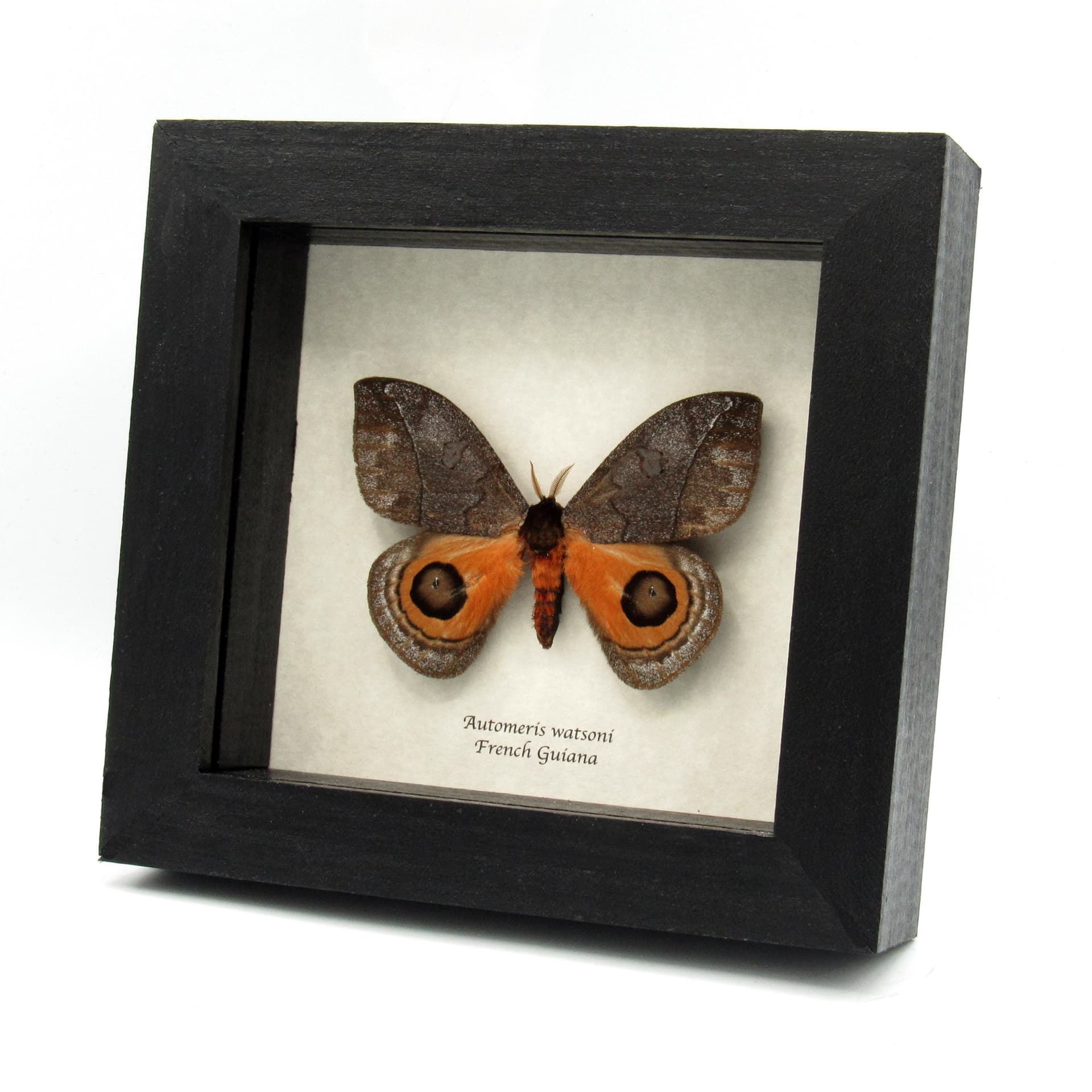 Real orange Saturn moth framed taxidermy - Automeris watsoni