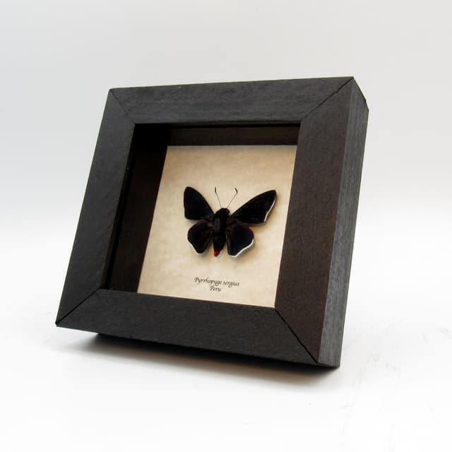 Real Black Firetip Skipper butterfly framed taxidermy - Pyrrhopyge sergius