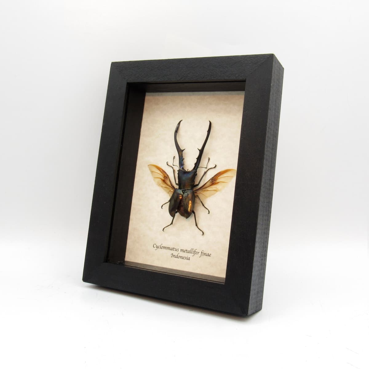 Real XL Stag beetle framed taxidermy - Cyclommatus metallifer finae