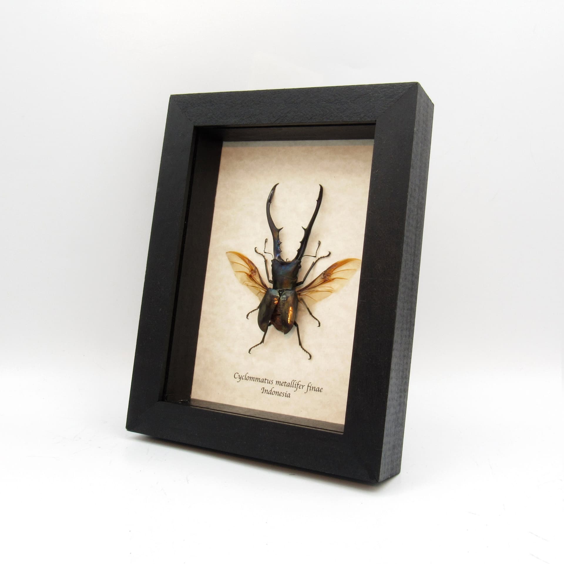 Real XL Stag beetle framed taxidermy - Cyclommatus metallifer finae
