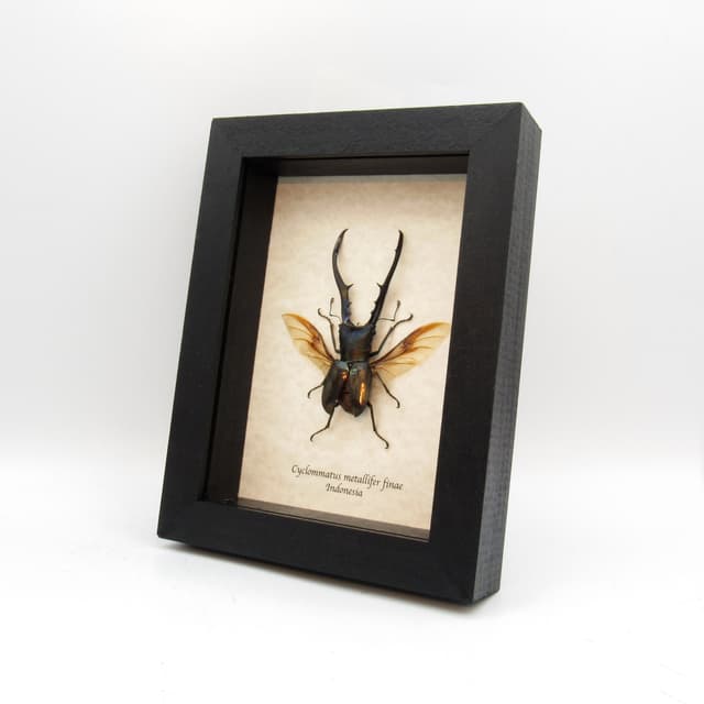 Real XL Stag beetle framed taxidermy - Cyclommatus metallifer finae