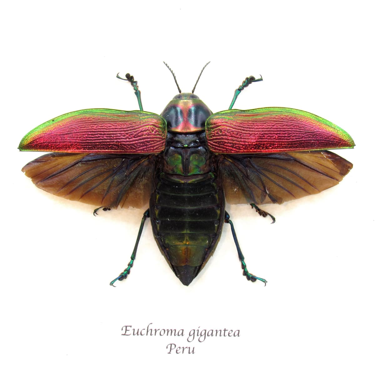 Huge metallic Jewel beetle framed taxidermy - Euchroma gigantea