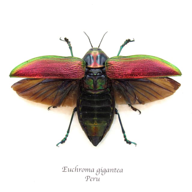 Huge metallic Jewel beetle framed taxidermy - Euchroma gigantea