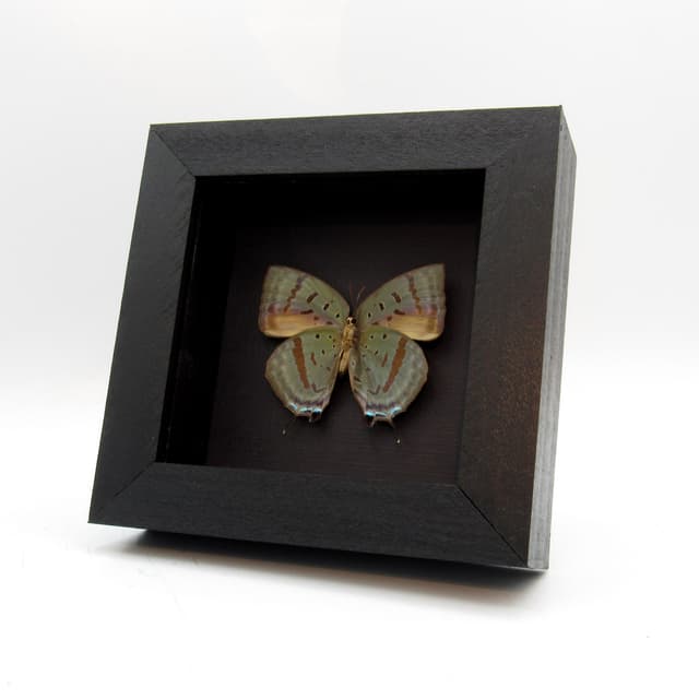 Real iridescent butterfly framed taxidermy - Arhopala hercules