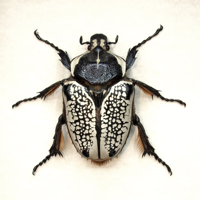 Real Giant Flower Beetle framed taxidermy - Goliathus orientalis - XXL female