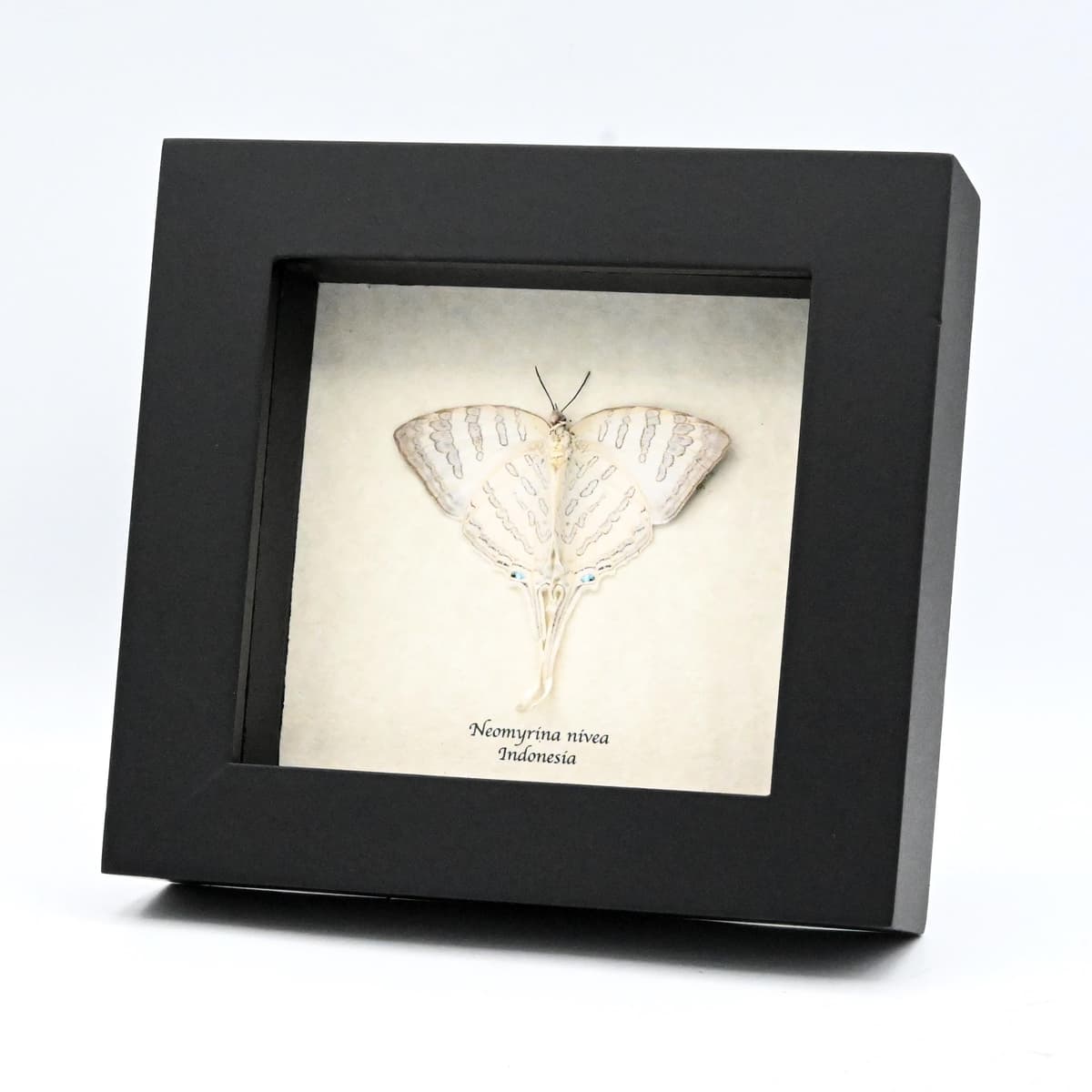Real large white hairstreak butterfly framed taxidermy - Neomyrina nivea - female - Victorian mount
