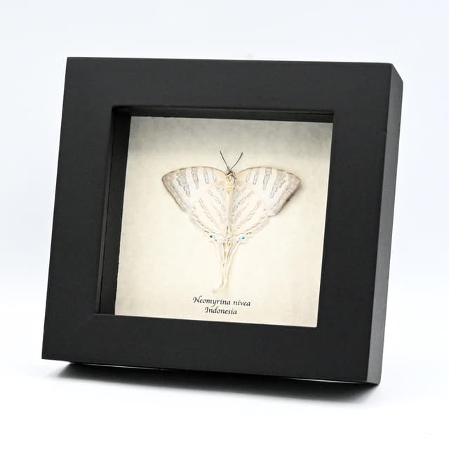 Real large white hairstreak butterfly framed taxidermy - Neomyrina nivea - female - Victorian mount