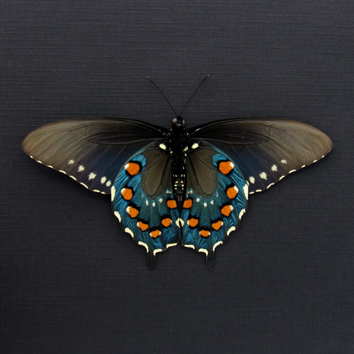 Real metallic Pipevine swallowtail framed taxidermy - Battus philenor - Victorian mount