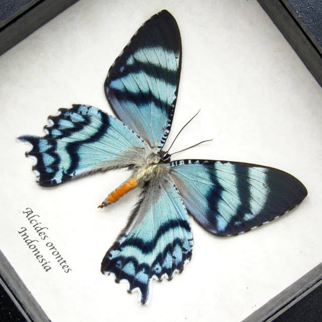 Real blue moth framed taxidermy - Alcides orontes