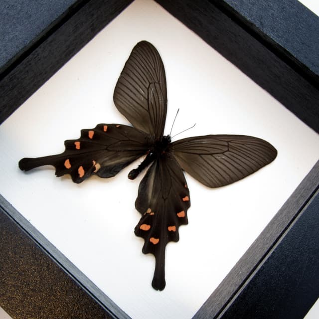 Real Chinese Windmill butterfly framed taxidermy - Byasa alcinous