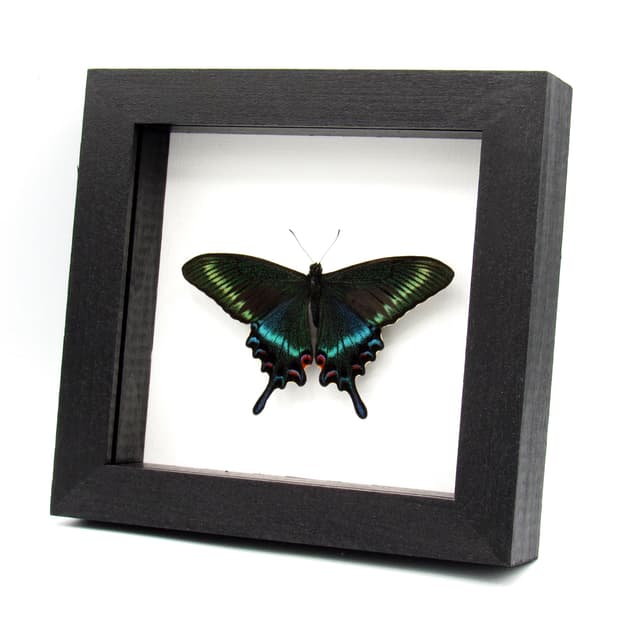 Real Alpine Swallowtail framed taxidermy - Papilio maackii tutanus - spring form - Victorian mount