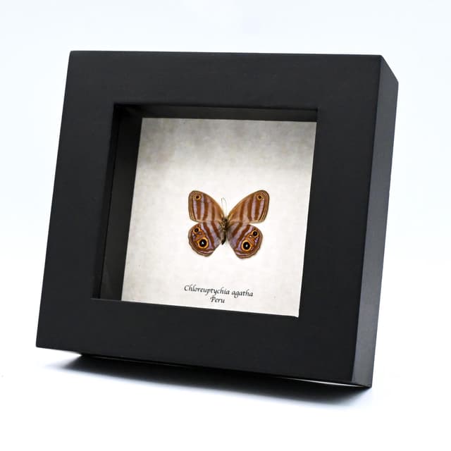 Rare purple Metalmark butterfly framed taxidermy - Chloreuptychia agatha
