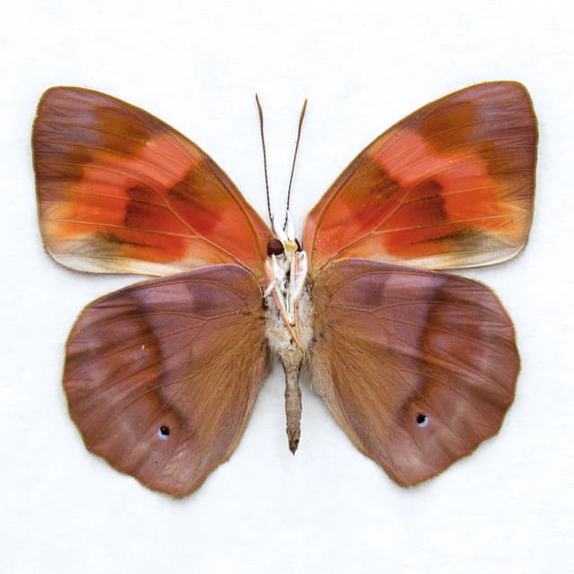 Real butterfly framed taxidermy - Temenis pulchra pallidior