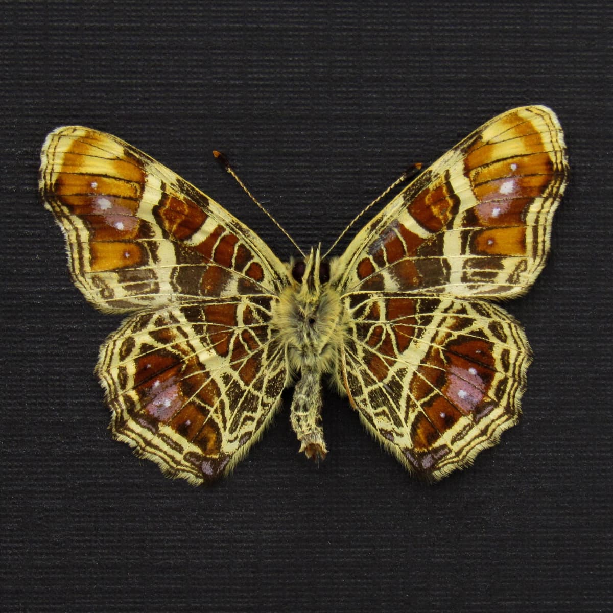 Real purple Map butterfly framed taxidermy - Araschnia burejana