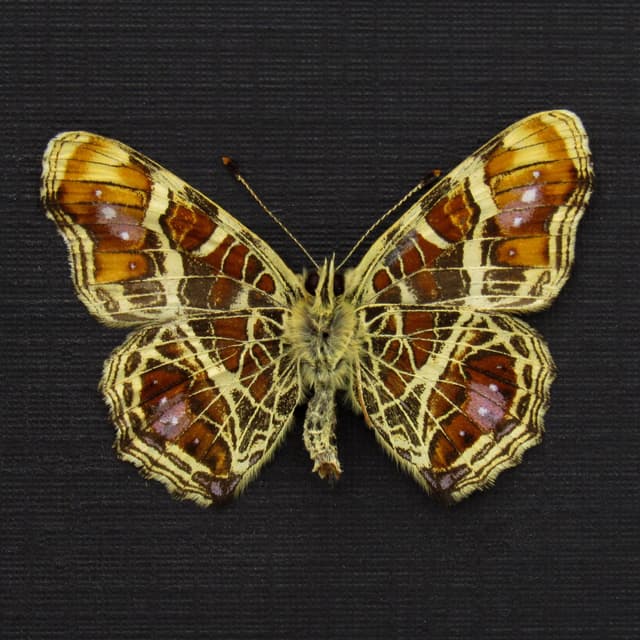 Real purple Map butterfly framed taxidermy - Araschnia burejana