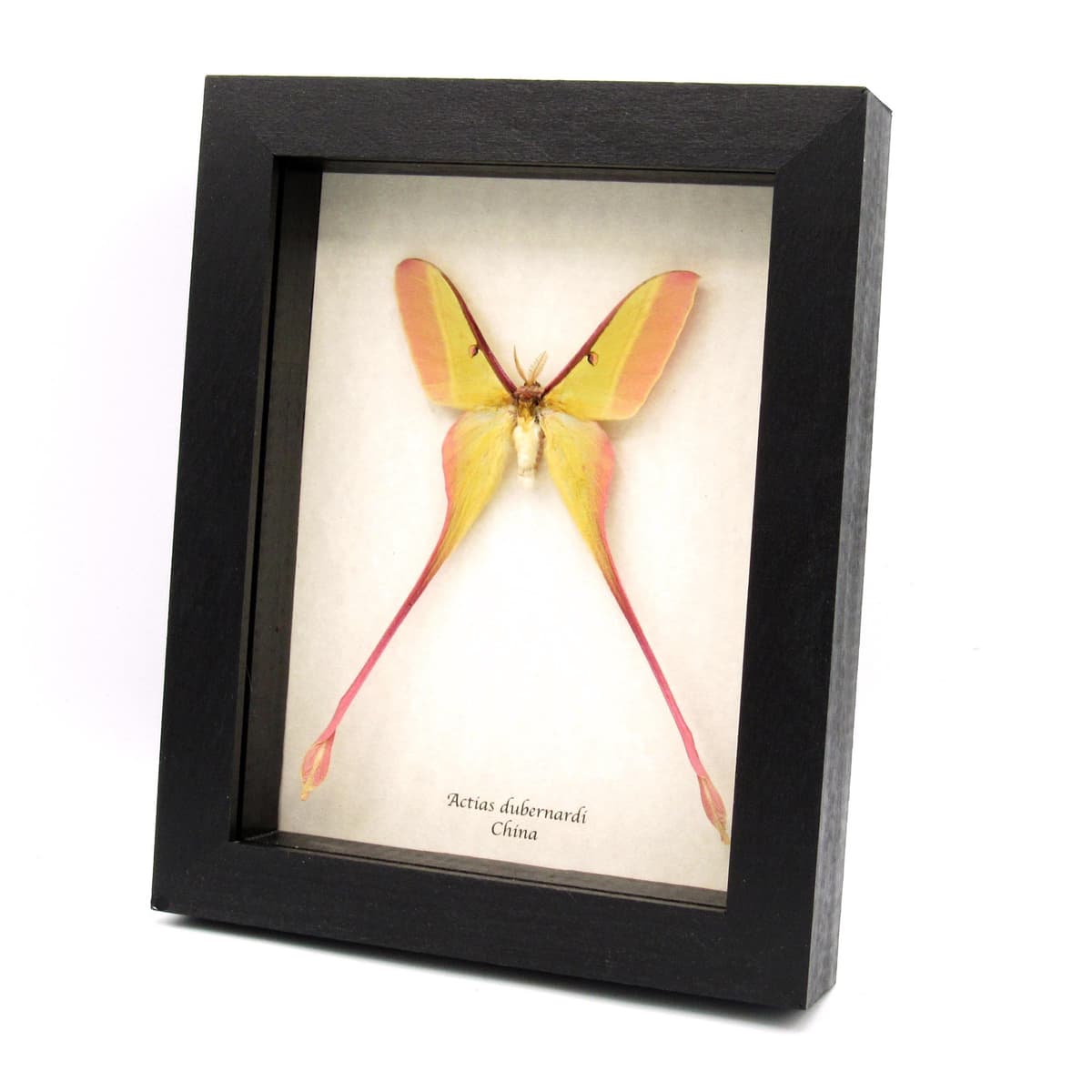 Rare pink Chinese Moon Moth framed taxidermy - Actias dubernardi