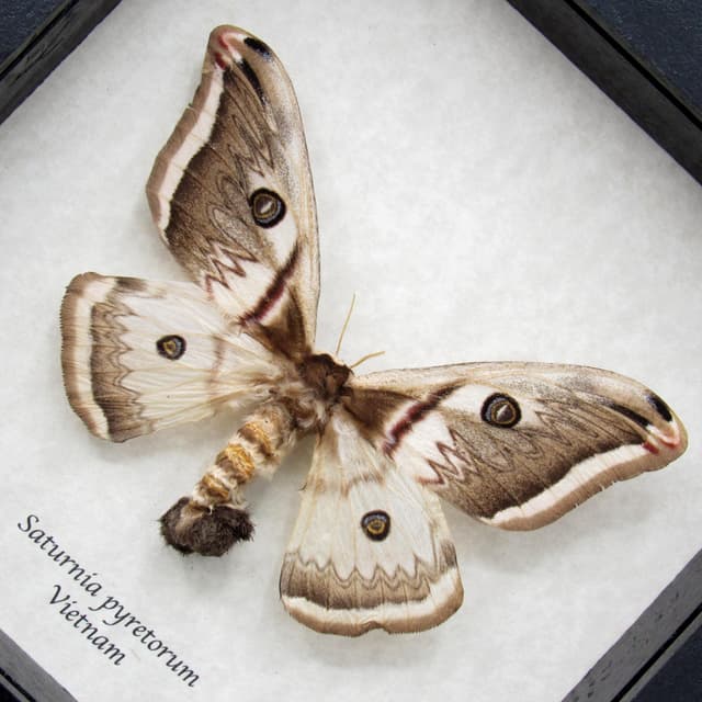 Rare furry pale pink moth framed taxidermy - Saturnia pyretorum - female