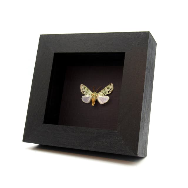 Real green Lichen moth framed taxidermy - Noctuidae species