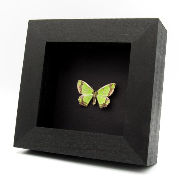 Real neon green Geometer moth framed taxidermy - Agathia visenda