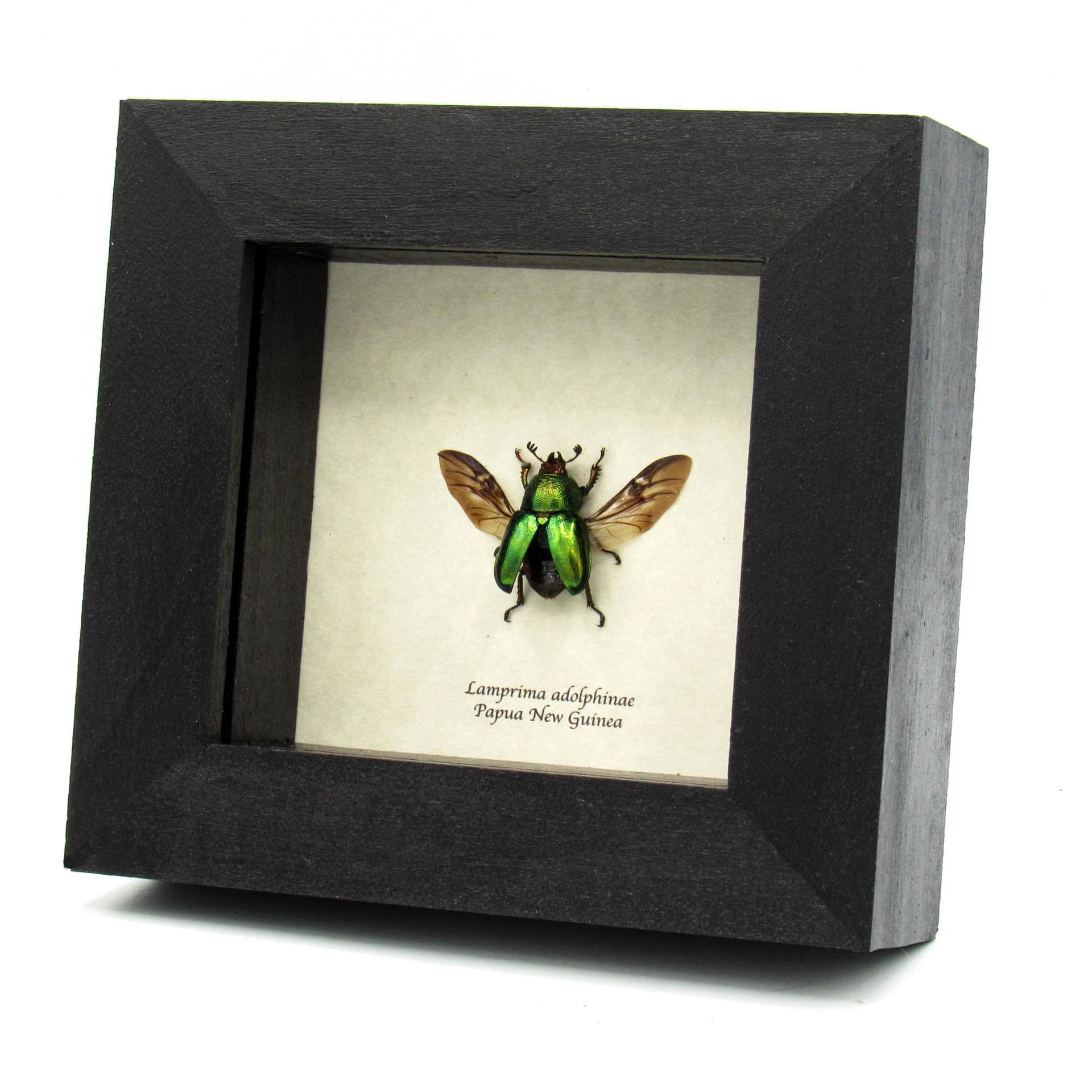 Real framed Stag beetle taxidermy - Lamprima adolphinae - female