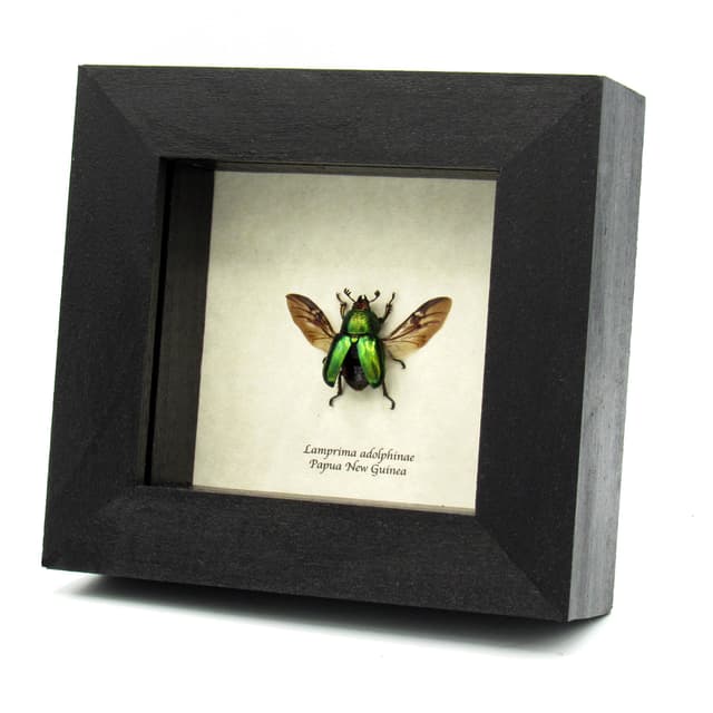 Real framed Stag beetle taxidermy - Lamprima adolphinae - female