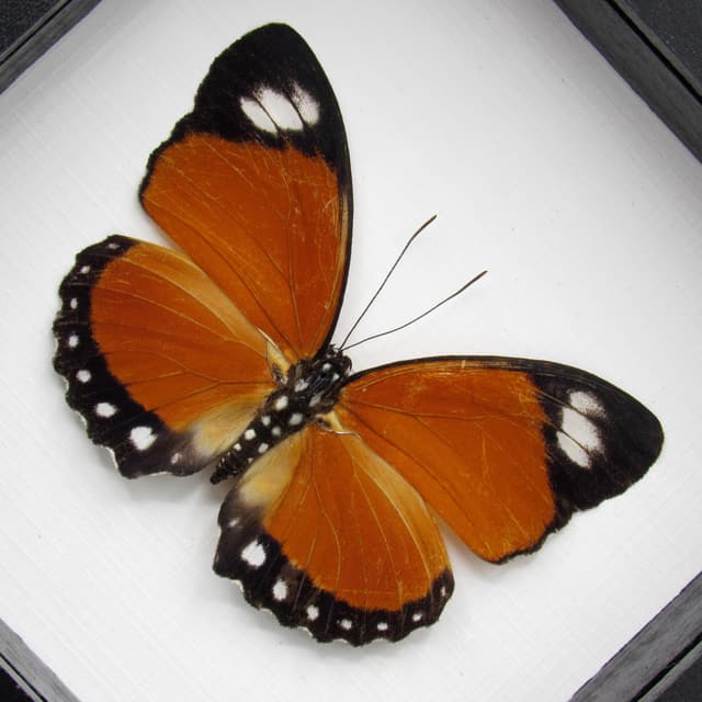Real framed taxidermy butterfly - Euphaedra ruspina - female