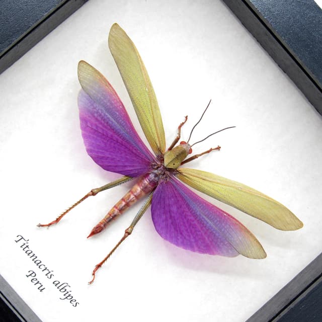 Real large purple grasshopper framed taxidermy - Titanacris albipes