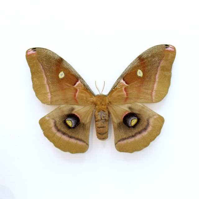 Real Polyphemus moth framed taxidermy - Antherea polyphemus - large female