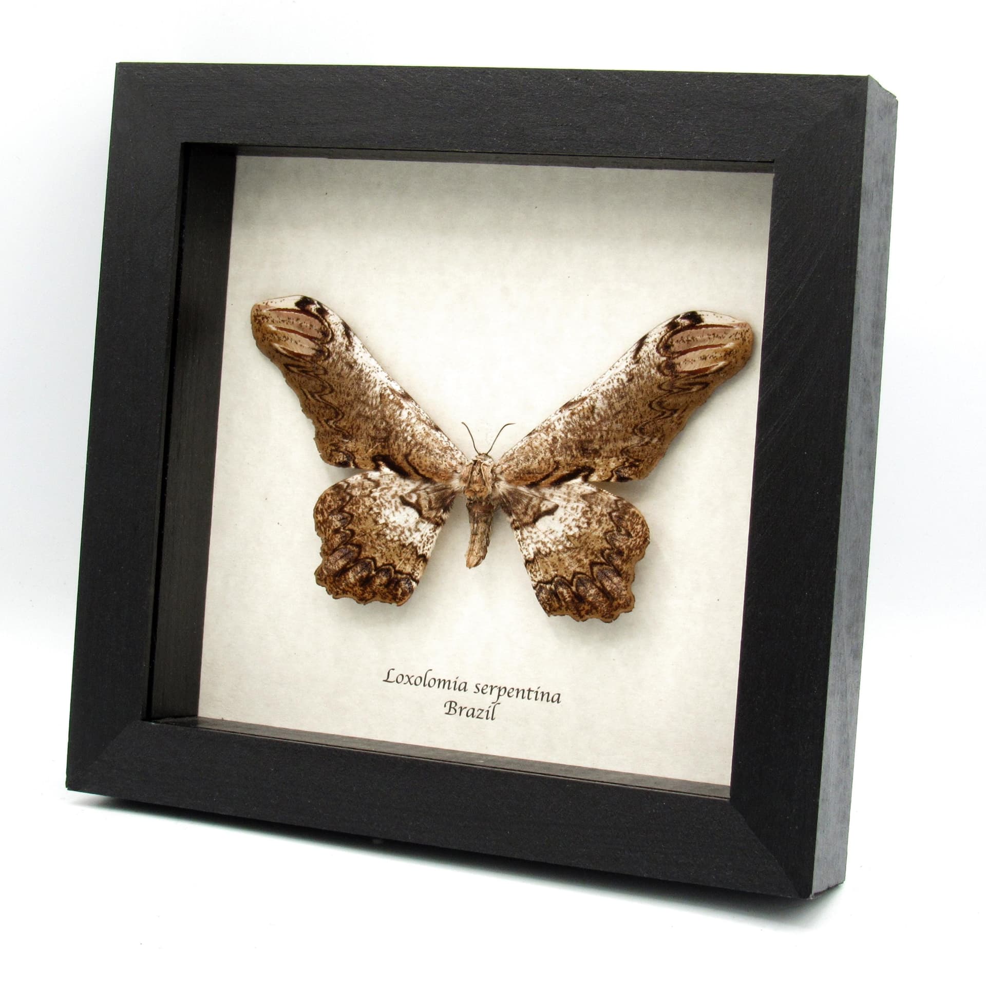 Rare Giant Saturn moth framed taxidermy - Loxolomia serpentina