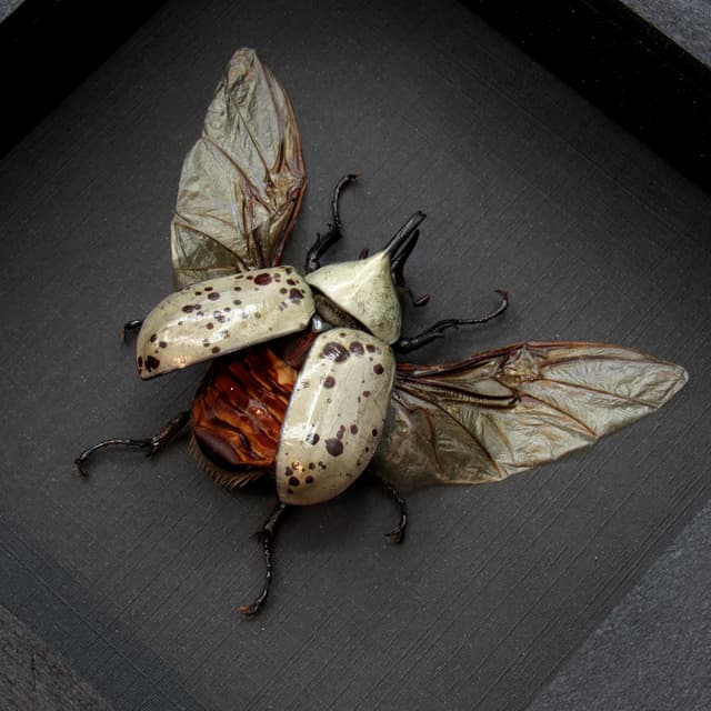 Real Western Hercules beetle framed taxidermy - Dynastes grantii