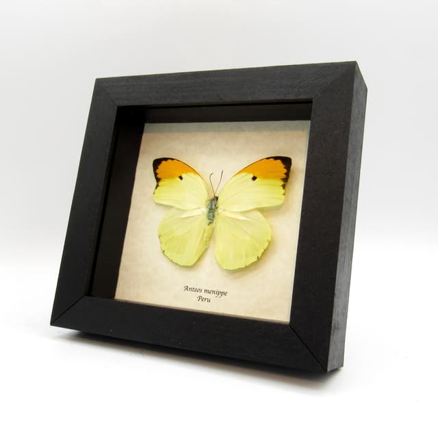 Real yellow Orange Tip butterfly framed taxidermy - Anteos menippe