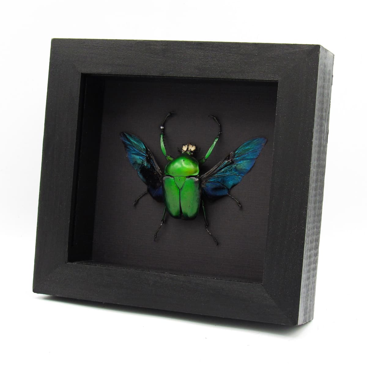Large green African Scarab beetle framed taxidermy - Dicronorrhina derbyana oberthuri