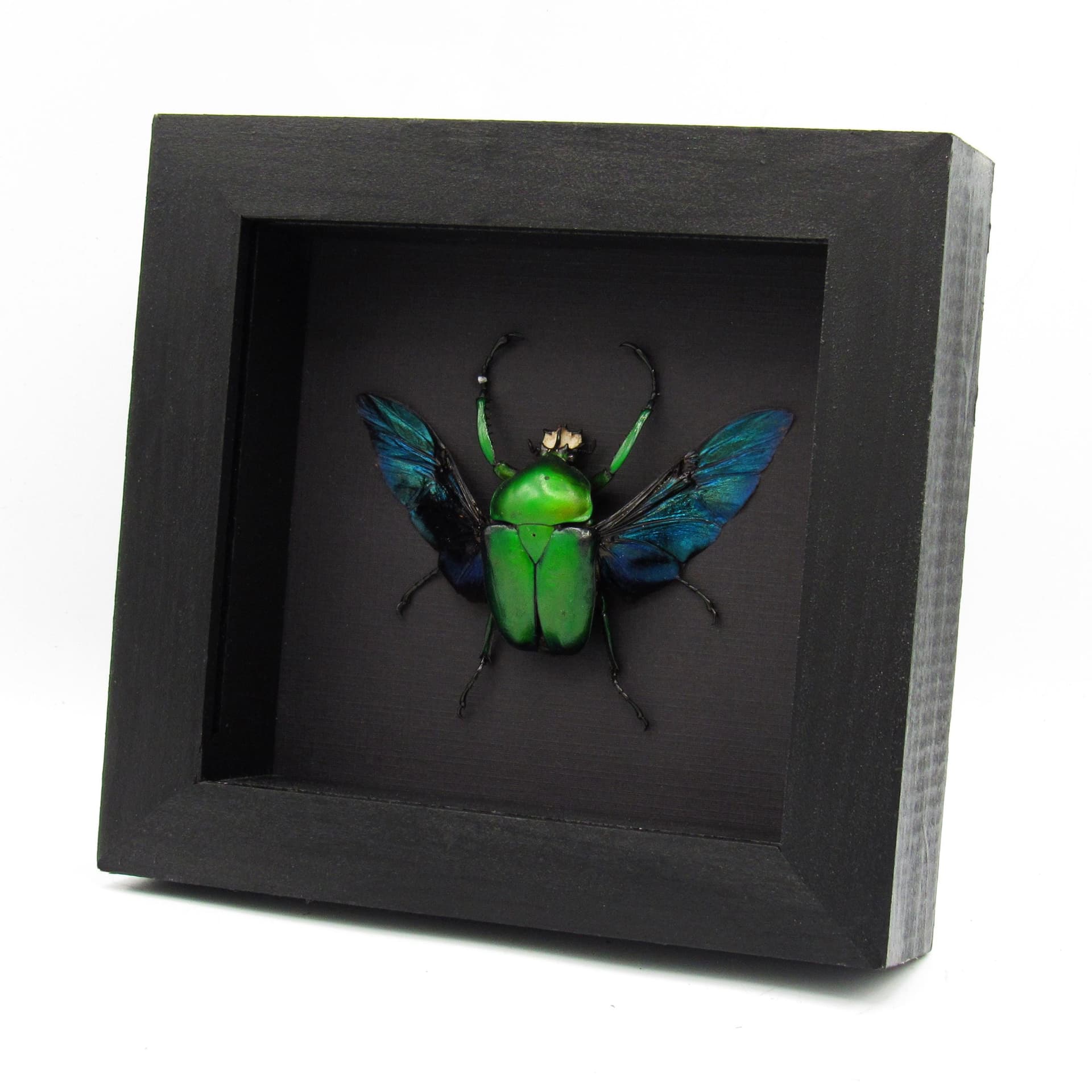 Large green African Scarab beetle framed taxidermy - Dicronorrhina derbyana oberthuri