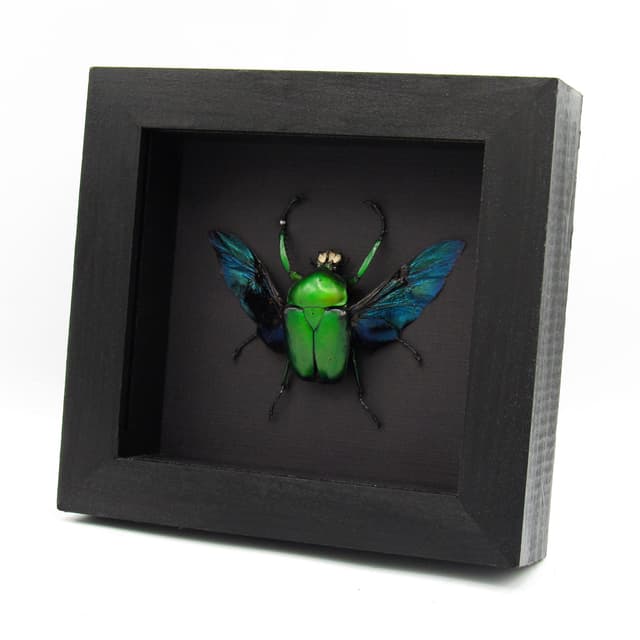 Large green African Scarab beetle framed taxidermy - Dicronorrhina derbyana oberthuri
