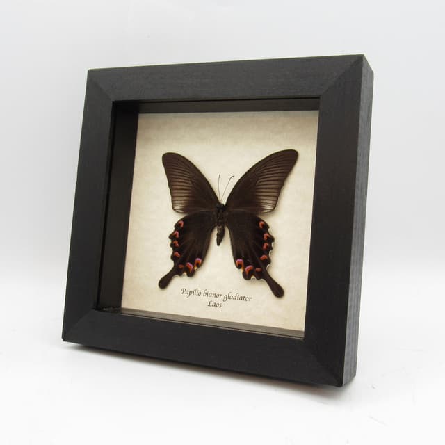Real black Peacock butterfly framed taxidermy - Papilio bianor gladiator - Spring form