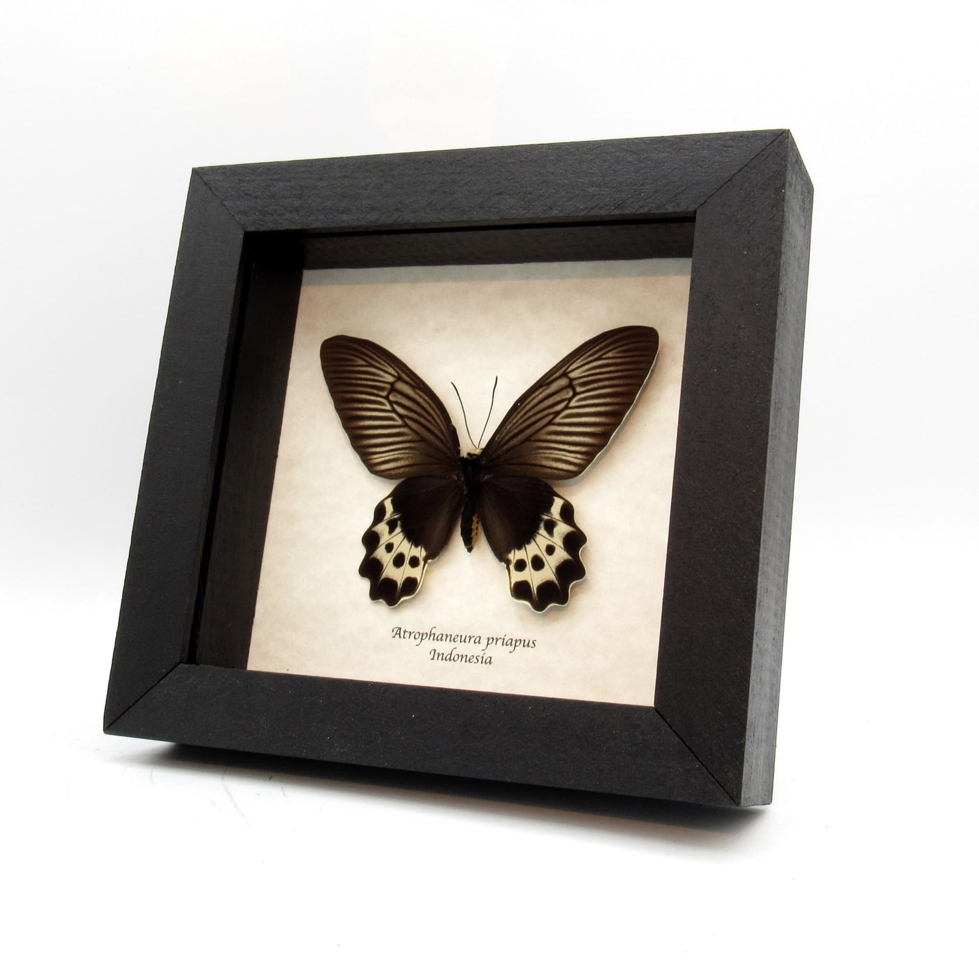 Real White Head Batwing butterfly framed taxidermy - Atrophaneura priapus - female