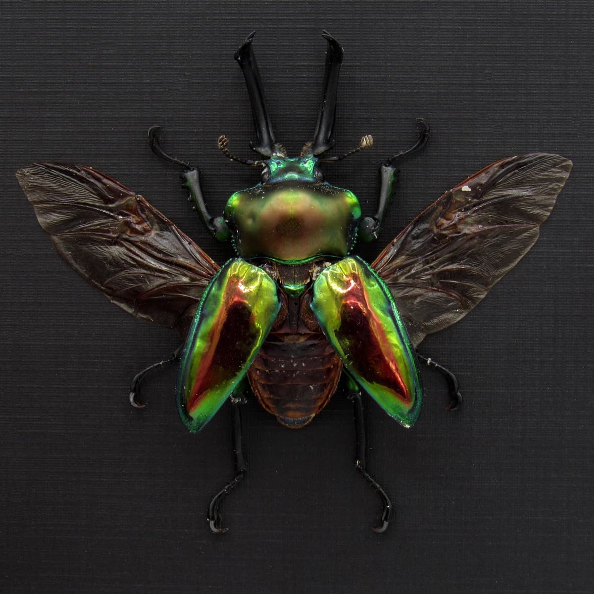 Rare large Rainbow Stag beetle framed taxidermy - Phalacrognathus muelleri
