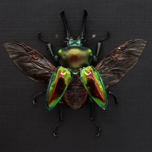 Rare large Rainbow Stag beetle framed taxidermy - Phalacrognathus muelleri