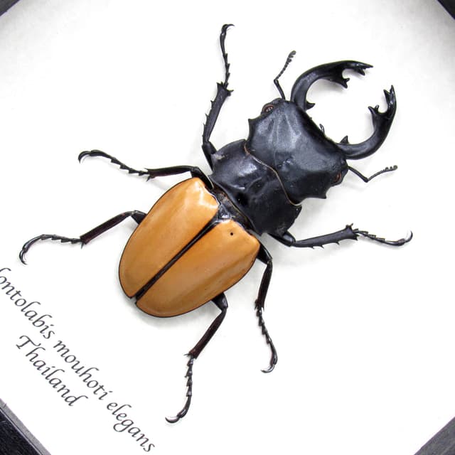 Real Stag Beetle framed taxidermy - Odontolabis mouhoti elegans