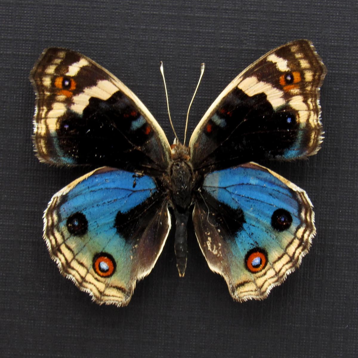 Real Blue Eyed Pansy butterfly framed taxidermy - Junonia orithya